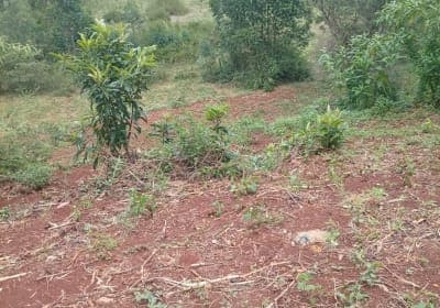 1.5 acre, at kiawaithanji tetu,well maintained access road,water for irrigation,,all social amenities available and permanent river kagumo.selling 5.5m